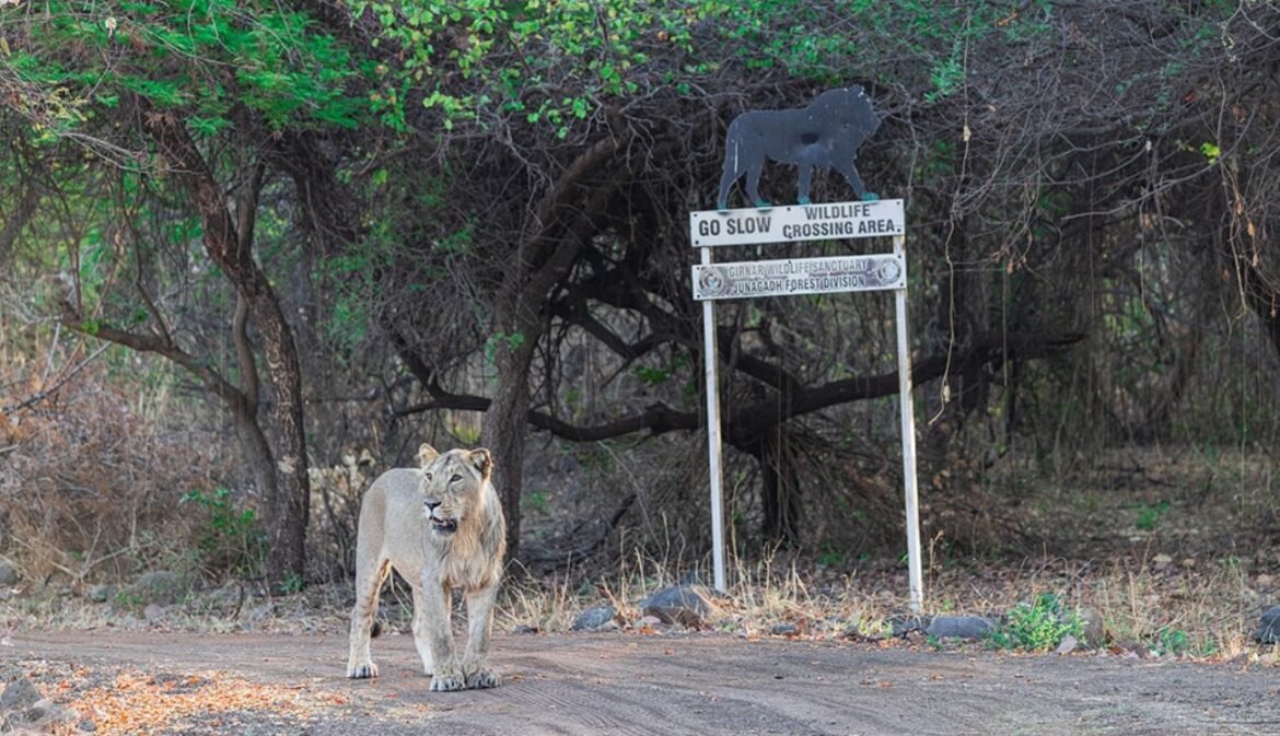 Responsible Driving in Animal Crossing Zones: A Lesson from the Asiatic Lion by Wildlife Photographer Dr. Karim Kadiwar